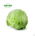 西生菜批发/成都市好特蔬农业 供应信息