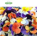 三色堇直销/成都市好特蔬农业 供应信息