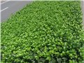 山东潍坊冬青种植基地大量低价出售40cm以上冬青树苗 图片