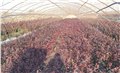山东潍坊红叶李种植基地大量低价出售4-10cm红叶李树苗 图片