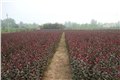 山东潍坊紫叶李种植基地大量低价出售3-9cm紫叶李树苗 图片