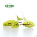 酸模/成都市好特蔬农业 供应信息