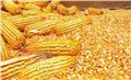 玉米，荞麦，黄豆，高粱 图片