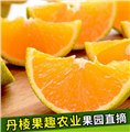 四川脐橙批发/丹棱县果趣农业 供应信息