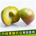 新鲜半边李直销/丹棱县果趣农业 供应信息