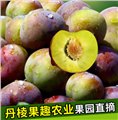 红布林价格/丹棱县果趣农业 供应信息