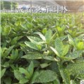 灌木批发/成都彩卉园林 供应信息