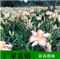 大花萱草批发/成都彩卉园林 供应信息