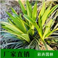 成都树苗厂家/成都彩卉园林 供应信息