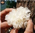 无硫银耳/温江琪野山珍食品经营部 供应信息