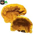桑黄菌批发/温江琪野山珍食品经营部 供应信息
