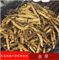 四川虫草厂家/崇州市怀远利鑫中药材种植园 供应信息