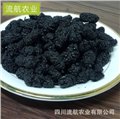 桑葚干直销/四川流航农业 供应信息