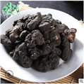 野生猪苓批发/温江琪野山珍食品经营部 供应信息