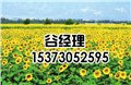 邢台油葵种子批发-嘉丰种业 供应信息