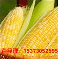 张家口玉米种子批发-嘉丰种业 供应信息