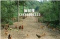 沧州柴鸡苗养殖-赞皇县天然农产品 供应信息