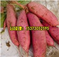 高邑县脱毒红薯苗-嘉丰种业 供应信息