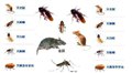 沭阳除四害公司-中泽生物 供应信息